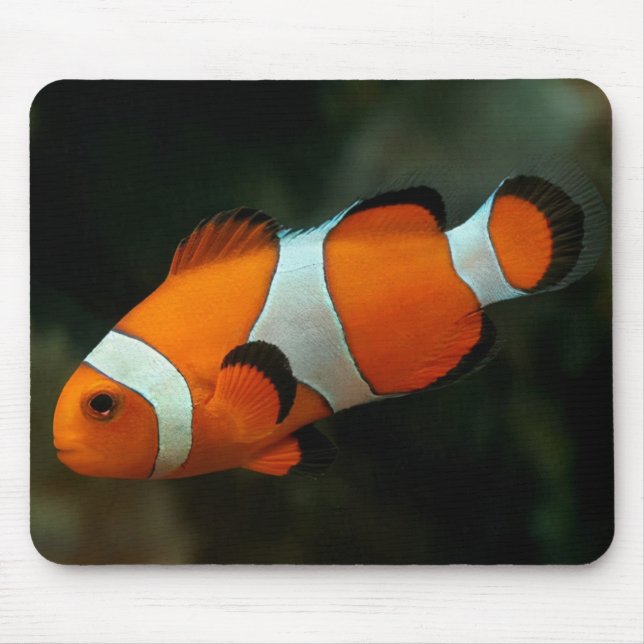 Mousepad Peixe-Palha (Frente)