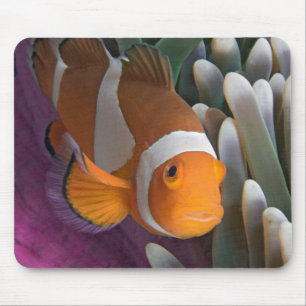 Mousepad Peixe-palhaço-ocidental