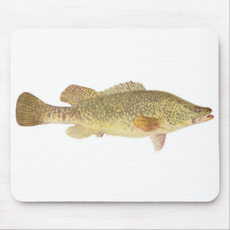 Mousepad Peixes - Bacalhau Murray - Maccullochella macquari