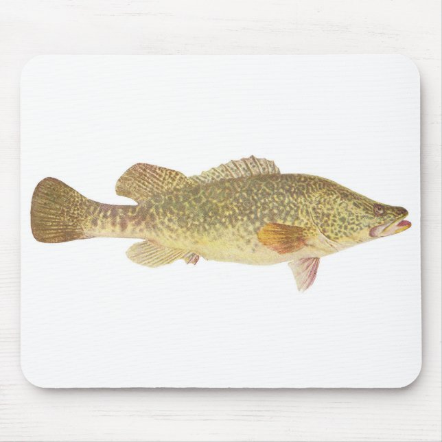 Mousepad Peixes - Bacalhau Murray - Maccullochella macquari (Frente)