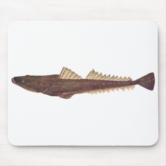 Mousepad Peixes - Cabeça-de-Folha-Dusky - Platycephalus fus (Frente)