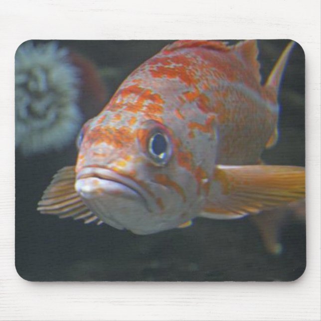 Mousepad Peixes da rocha (Frente)