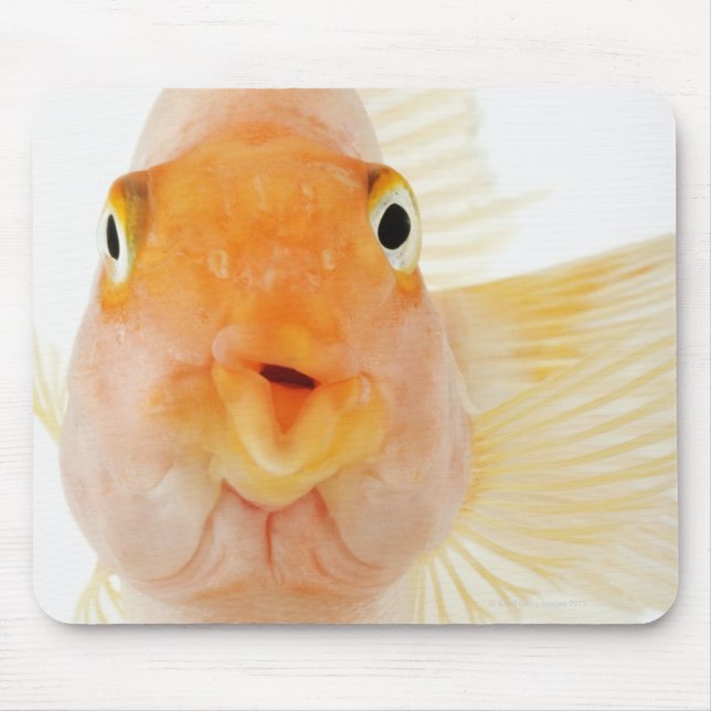 Mousepad Peixes de água fresca tropical (Frente)