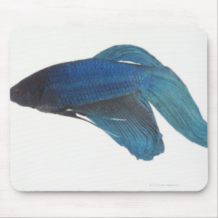 Mousepad Peixes de Betta ou peixes de combate Siamese azuis