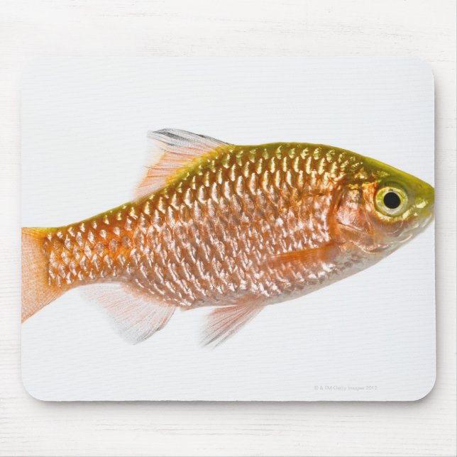 Mousepad Peixes de pata-rosas (Puntius conchonius) (Frente)