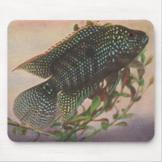 Mousepad Peixes - octofasciatus de Jack Dempsey - de