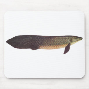 Mousepad Peixes - Qld. Lungfish - forsteri do Neoceratodus