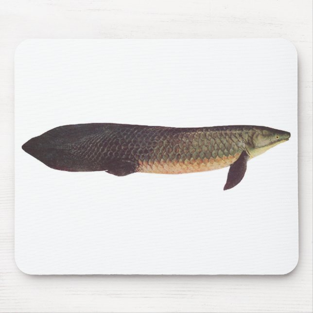 Mousepad Peixes - Qld. Lungfish - forsteri do Neoceratodus (Frente)