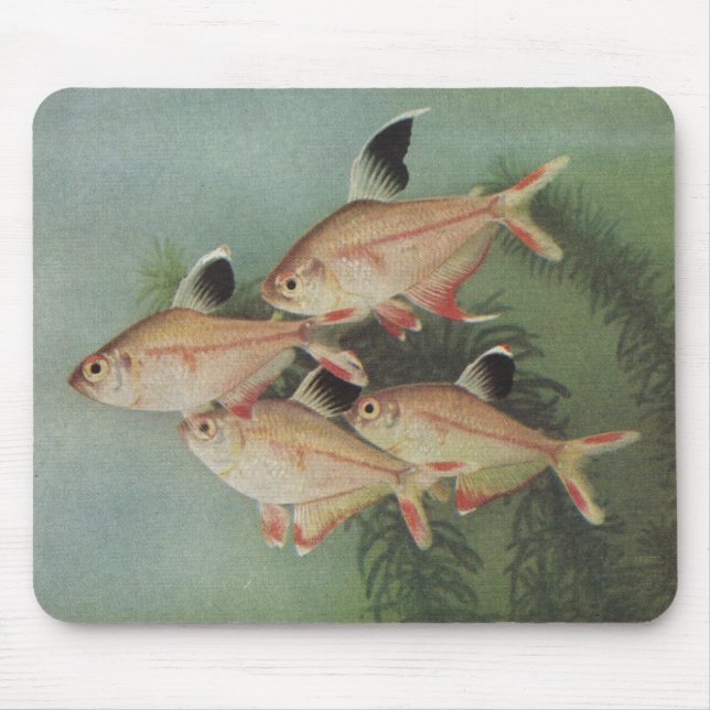 Mousepad Peixes - Rosado Tetra - Hyphessobrycon rosaceus (Frente)