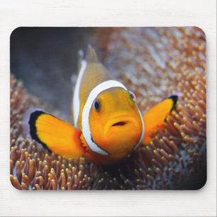 Mousepad Peixes tropicais do recife - Clownfish