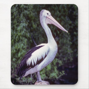 Mousepad Pelican em um galho, Tasmânia - Austrália