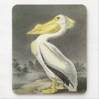 Mousepad Pelicano Branco Americano por Audubon
