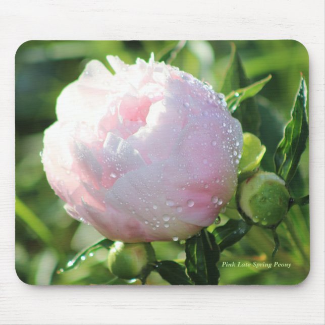 Mousepad Peônia atrasada do primavera do rosa (Frente)