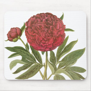 Mousepad Peônias Antigas, Flores de Peônia por Basilius Bes