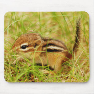 Mousepad Pequeno Chipmunk minúsculo do bebê