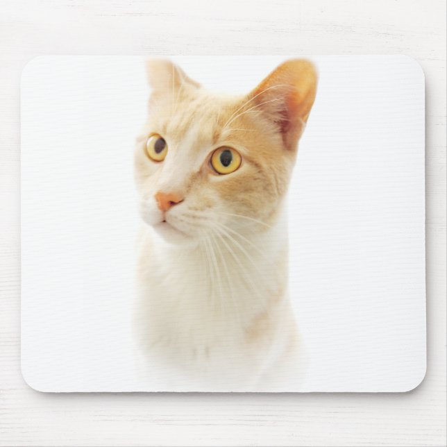 Mousepad Pequeno Gatinho Loiro Se perguntando (Frente)