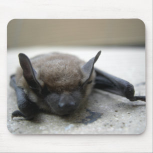 Mousepad Pequeno morcego (Myotis lucifugus)