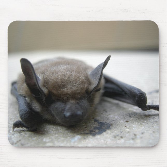 Mousepad Pequeno morcego (Myotis lucifugus) (Frente)
