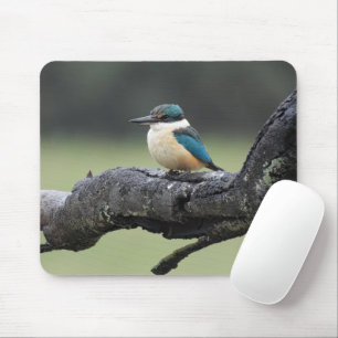 Mousepad Pequeno Pássaro Kookaburra