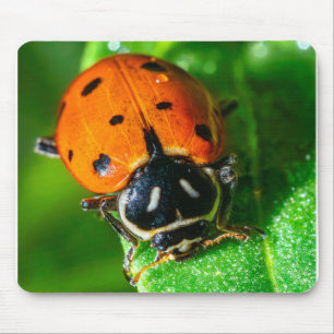 Mousepad Pequeno Viajante: Joaninha em uma Folha de Vida Se