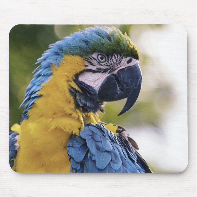 Mousepad Perfil de papagaio Arara fotografia retrato (Frente)