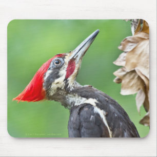 Mousepad Perfil de Pica-Pau Pileado Juvenil Oferece Roupa
