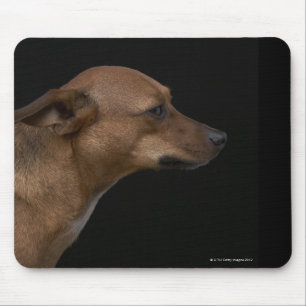 Mousepad Perfil misturado do cão da raça no fundo preto