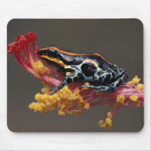Mousepad Peru, Floresta Amazônica Peruana. Sapo Veneno