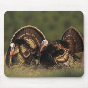 Mousepad Peru Selvagem, Meleagris gallopavo,machos