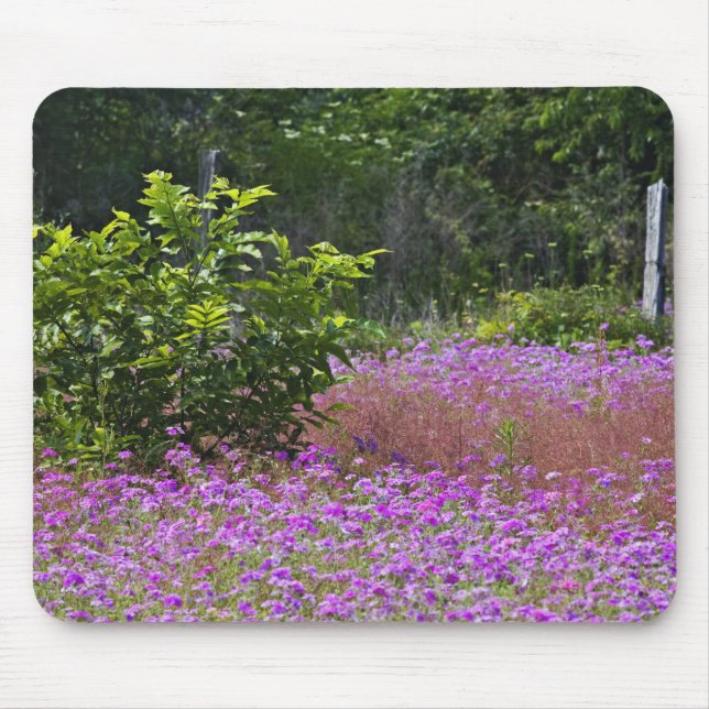 Mousepad Phlox de Drummond, Phlox drummondi, Hilton Head (Frente)