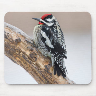 Mousepad Pica-pau-de-barriga-amarela macho
