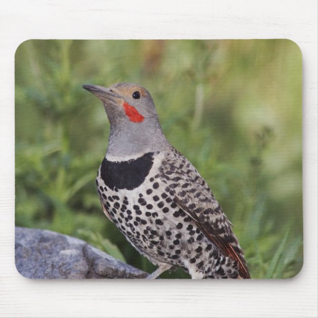 Mousepad Pica-pau-de-costas-vermelhas, Colaptes auratus, Co (Frente)