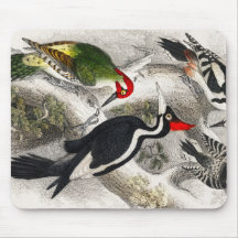 Pica-pau, Pica-Pau Verde, Pássaro-Pica-Pau