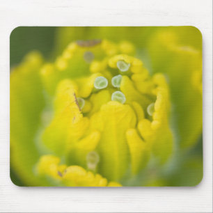 Mousepad Pincel de Ouro Indiano Castilleja 2