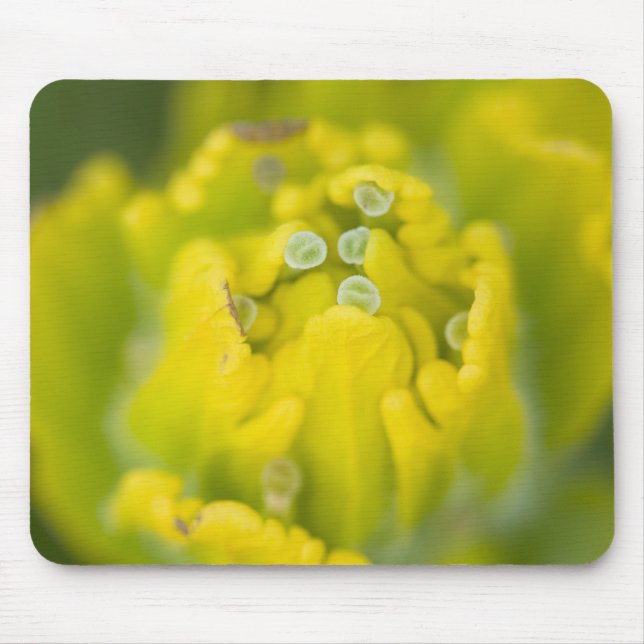Mousepad Pincel de Ouro Indiano Castilleja 2 (Frente)
