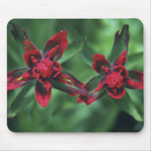 Mousepad Pincel Indiano, Banff NP, Alberta, Canadá 2