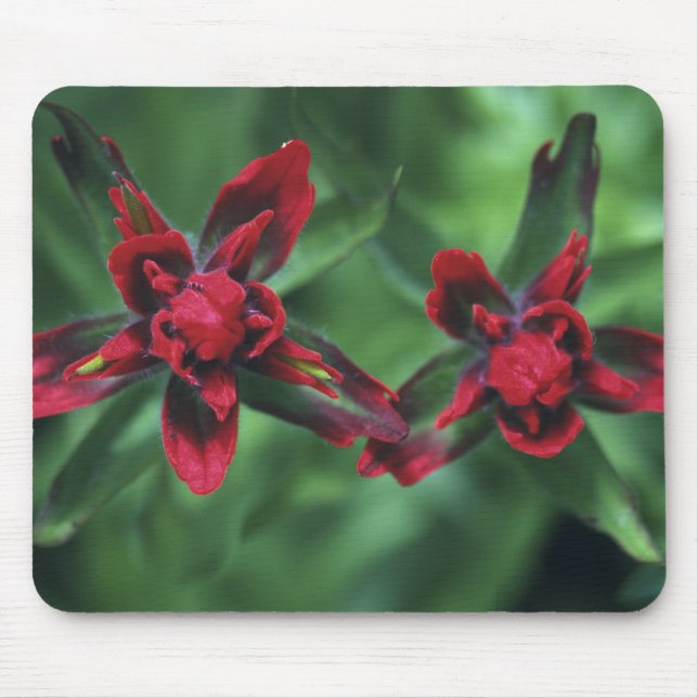 Mousepad Pincel Indiano, Banff NP, Alberta, Canadá 2 (Frente)