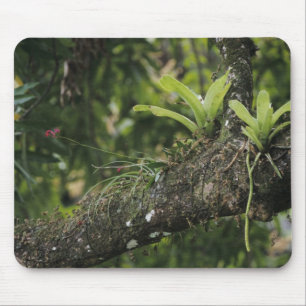 Mousepad Pine Pink, Bletia purpurea, florescendo em Manga