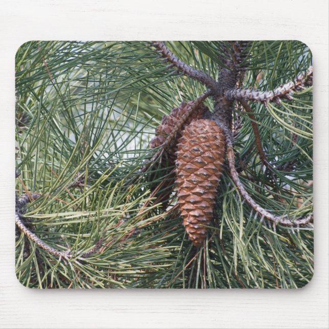 Mousepad Pinecone no pinheiro (Frente)