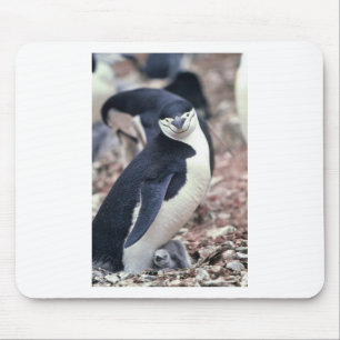 Mousepad Pinguim Ave Fofa Animal Preto Branco Água