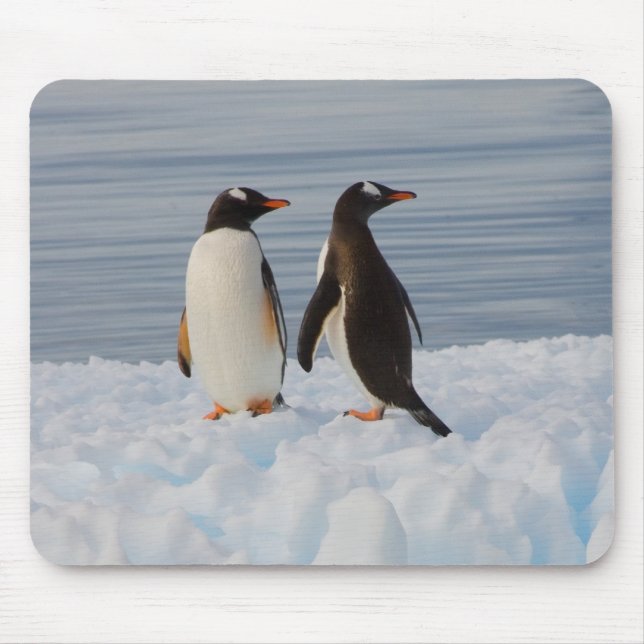 Mousepad pingüim-de-gentoo, Pygoscelis Papua, no gelo glaci (Frente)