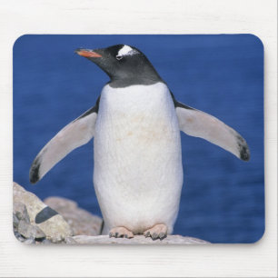 Mousepad Pinguim-de-gentoo Pygoscelis papua) Porto