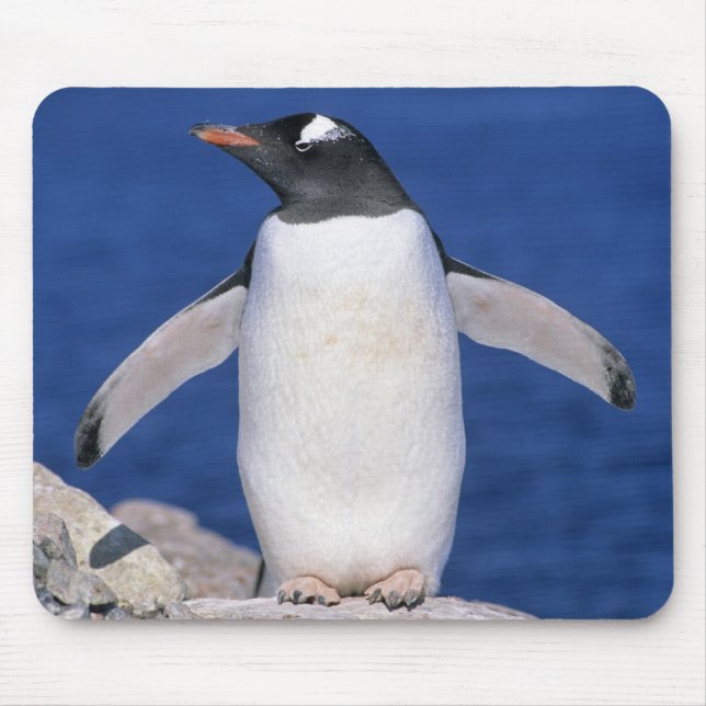 Mousepad Pinguim-de-gentoo Pygoscelis papua) Porto (Frente)