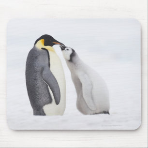 Mousepad Pinguim de imperador (forsteri) do Aptenodytes,
