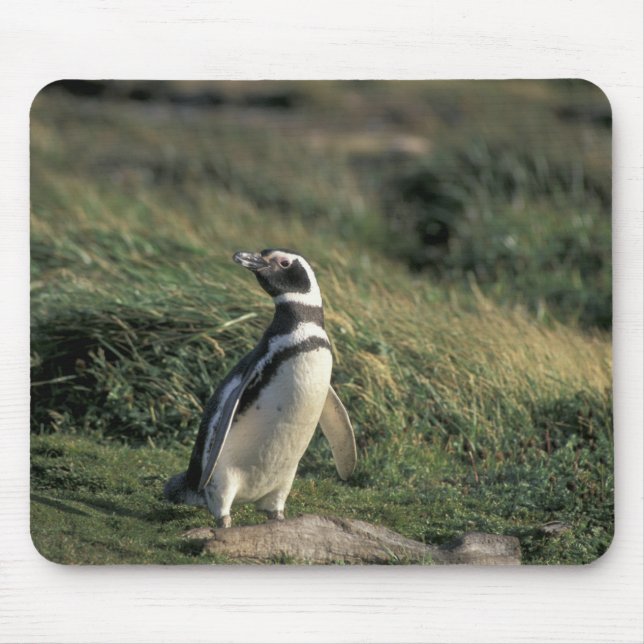 Mousepad Pinguim-de-magalhães (Spheniscus magellanicus), (Frente)