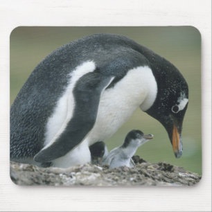 Mousepad Pinguim Gentoo, (Pygoscelis papua), Ilhas Falkland