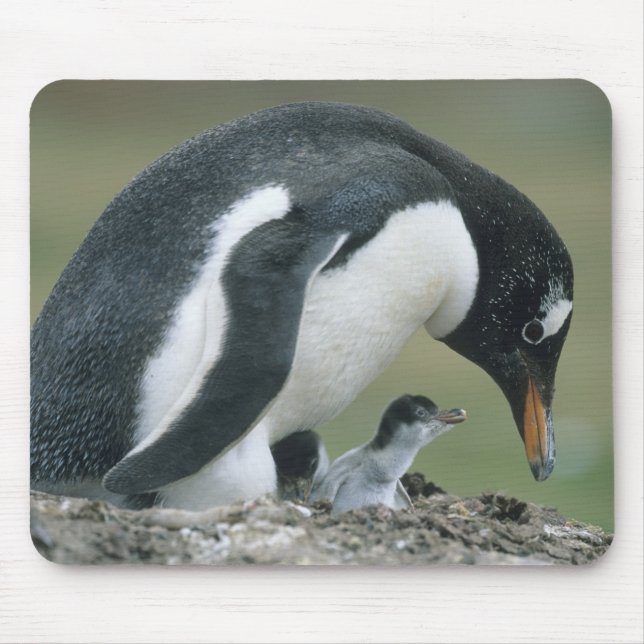 Mousepad Pinguim Gentoo, (Pygoscelis papua), Ilhas Falkland (Frente)