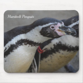 Mousepad Pinguim Humbolt no Zoo Drusillas em East Sussex