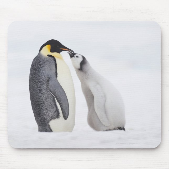 Mousepad Pinguim imperador (Aptenodytes forsteri), pintinho (Frente)