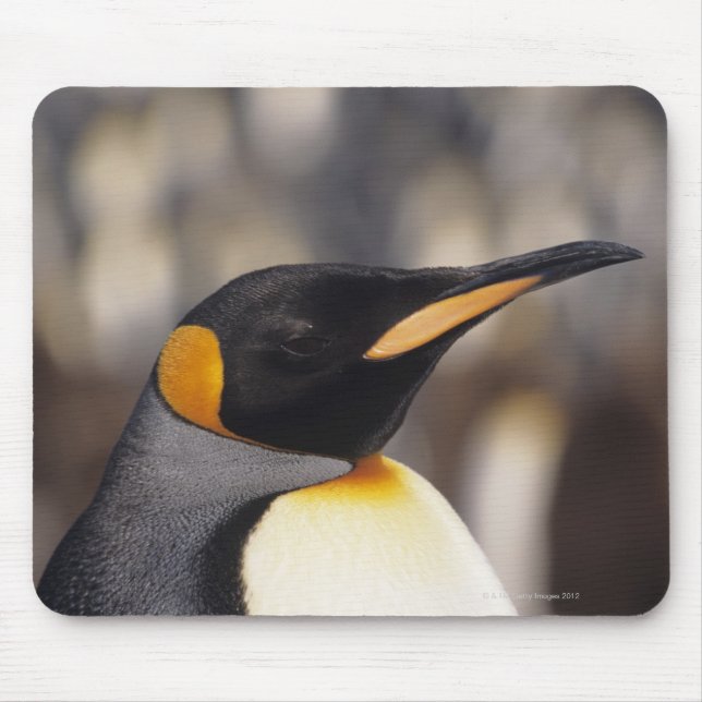 Mousepad Pinguim-rei (Aptenodytes patagonicus) (Frente)